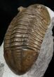 Very D Asaphus Lepidurus Trilobite - Russia #31316-2